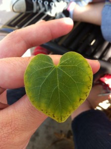 leaf heart