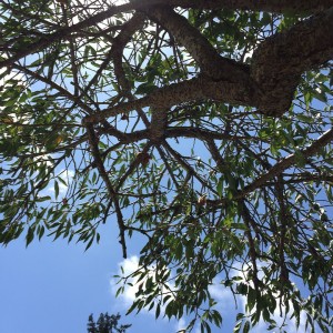 sky through tree